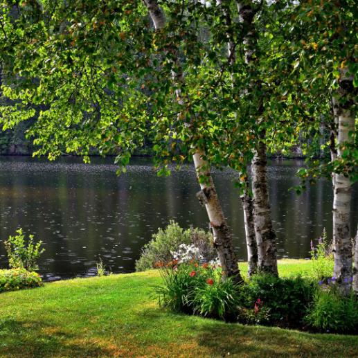 Lakeside landscaping with birch trees and flower beds