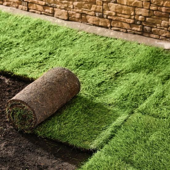 Sod installation creating lush green lawn with decorative stone accents