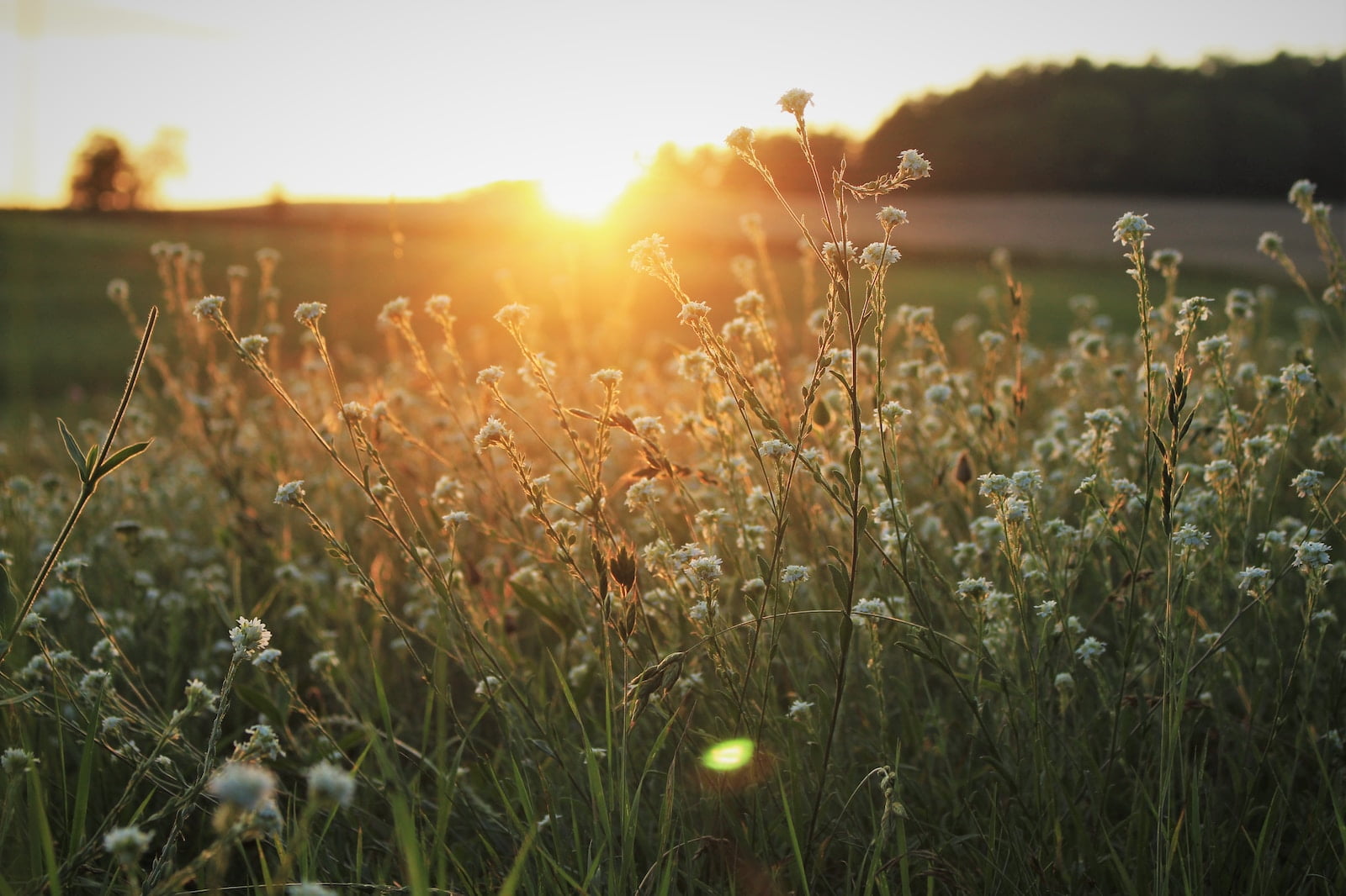 Beautiful wildflower field at sunset - natural landscape maintenance