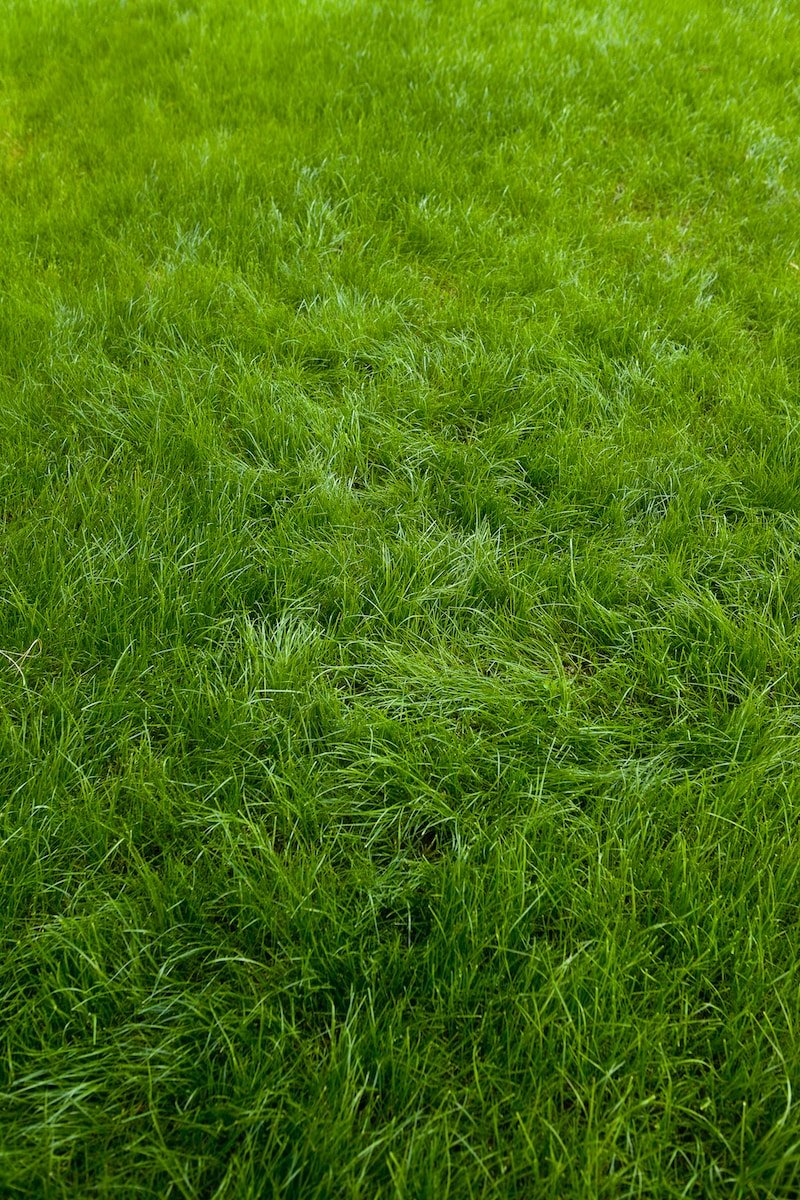 Lush green lawn - professional lawn mowing and maintenance