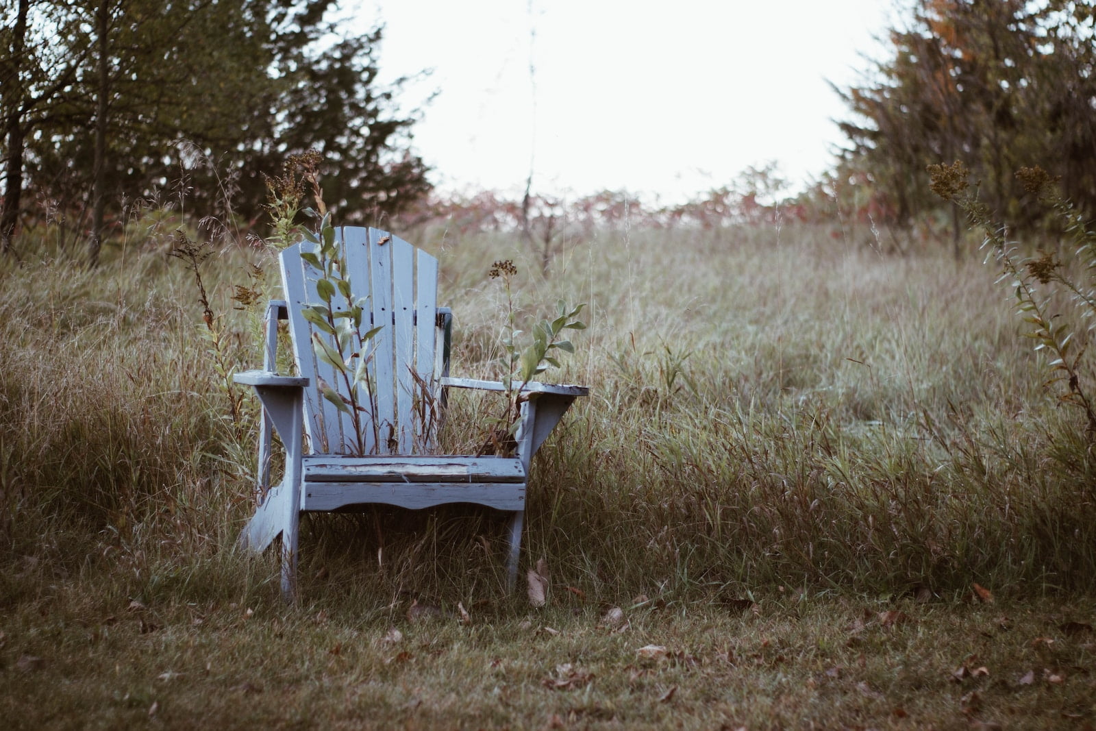 Weathered Adirondack chair in natural setting - yard cleanup needed
